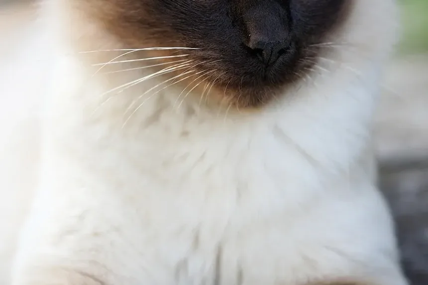 Como Cuidar de um Gato Idoso com Doença Renal