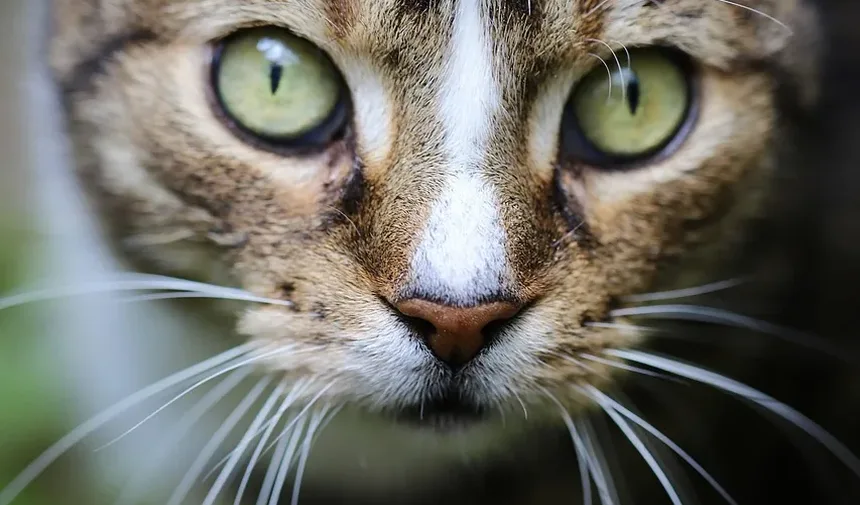 Como Cuidar de um Gato Idoso em Fim de Vida: Um Guia Completo