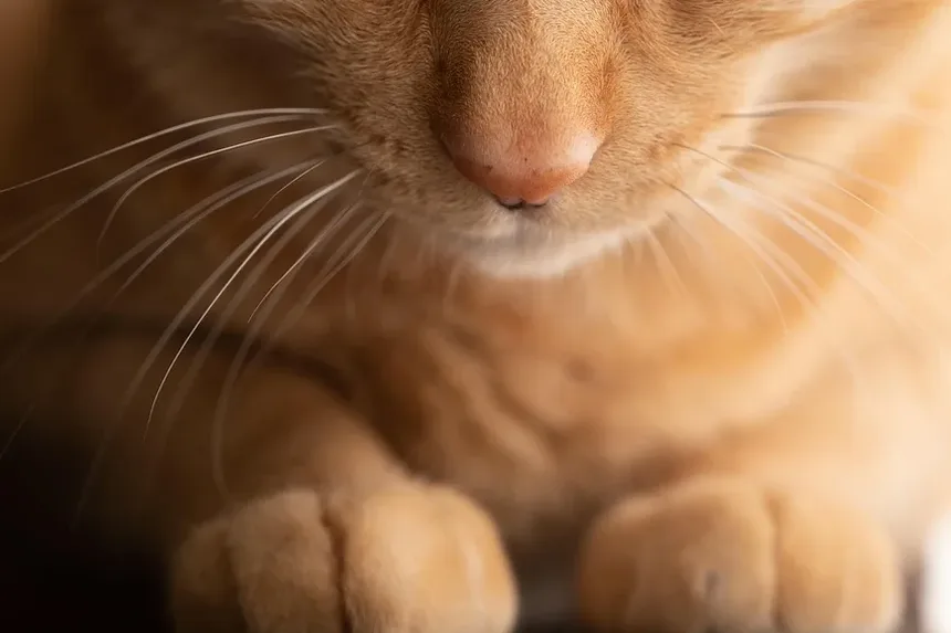 Como Cuidar de um Gato Idoso em Fim de Vida: Um Guia Completo
