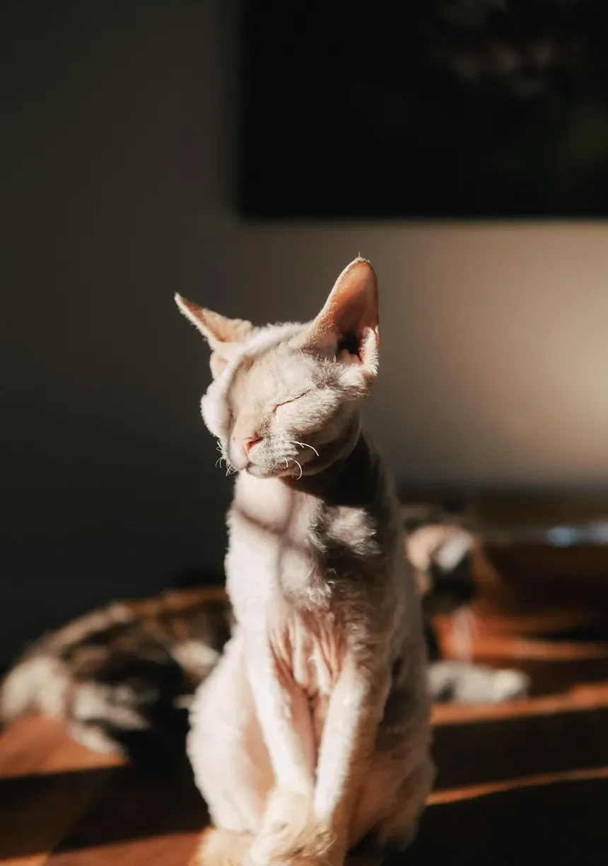 Como Limpar a Orelha Sangrando de um Gato: Um Guia Completo