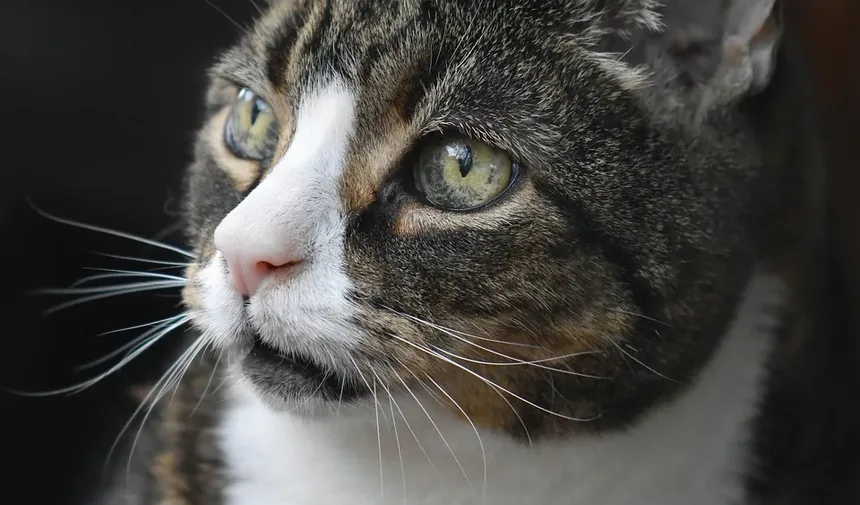 Como Limpar a Orelha Sangrando de um Gato: Um Guia Completo