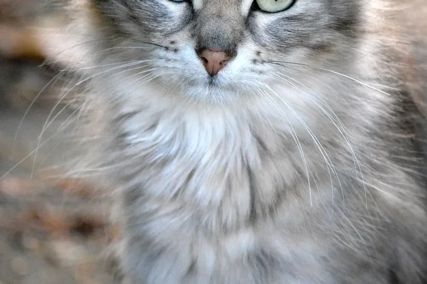Como Limpar a Orelha Sangrando de um Gato: Um Guia Completo