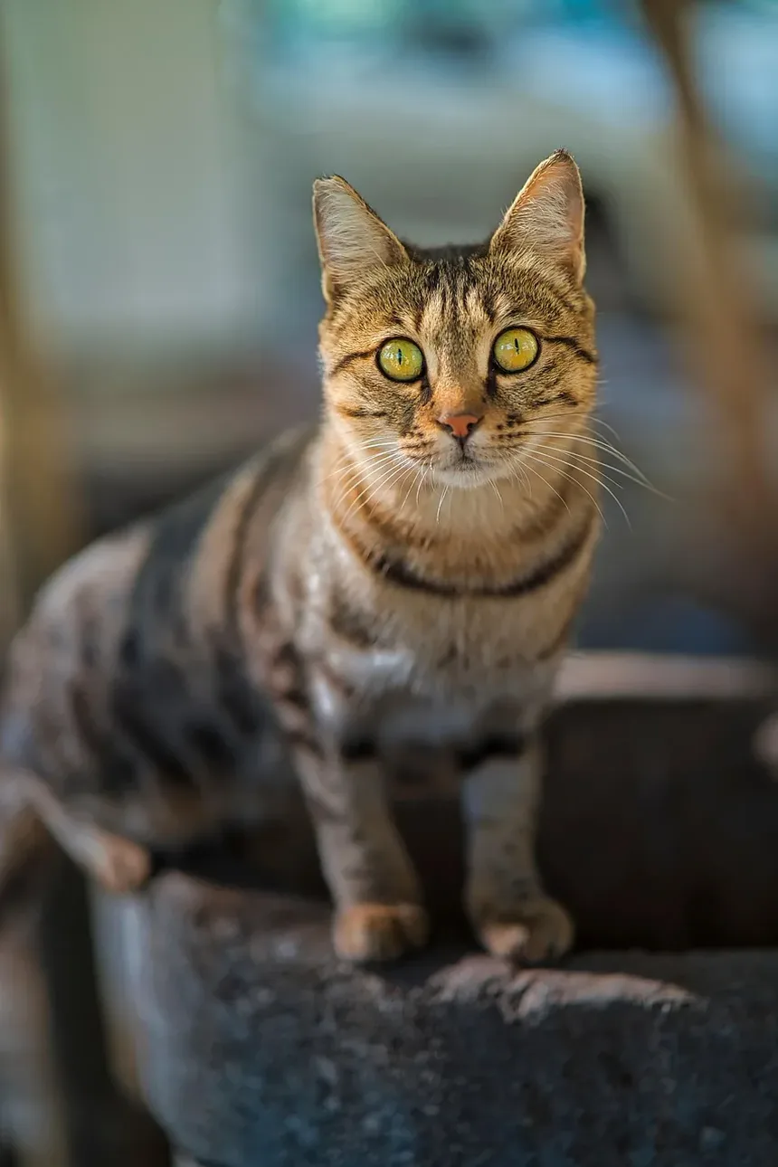 Como Alimentar um Gato com Sobrepeso: Um Guia Completo