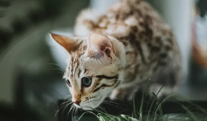 Como Alimentar um Gato com Sobrepeso: Um Guia Completo