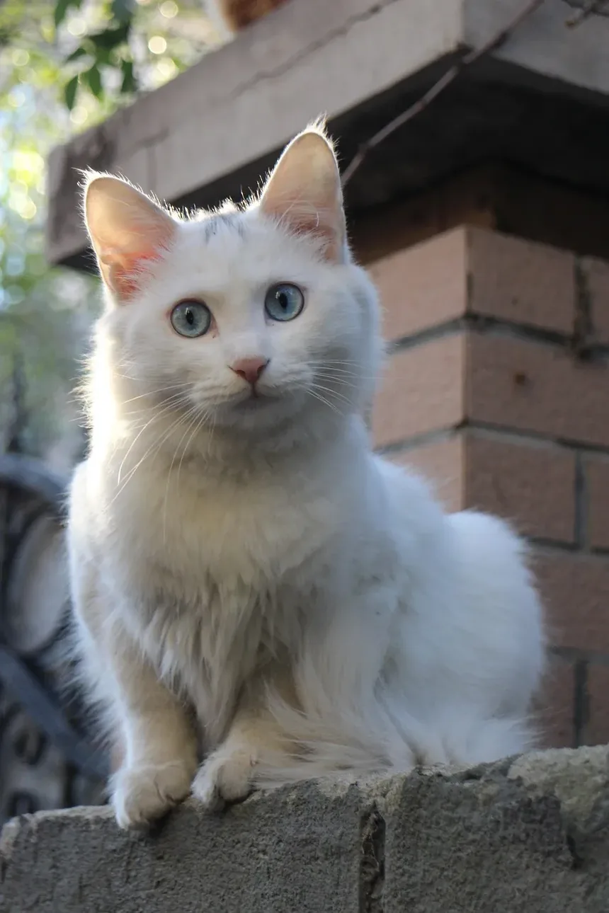 Como Ajudar um Gato com Alergias Oculares
