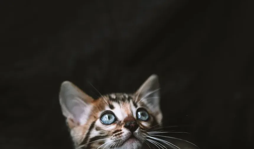 Como Ajudar um Gato com Alergias Oculares