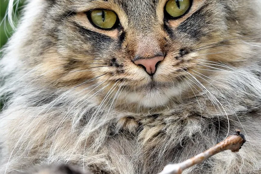 Como Ajudar um Gato com Alergias Oculares