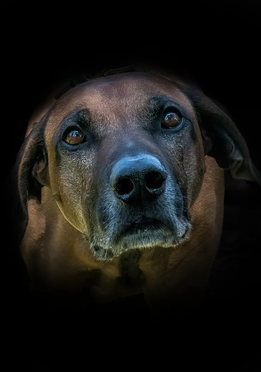 Como Ajudar Meu Cão a Perder Peso Após Ser Castrado