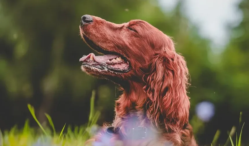 Como Ajudar Meu Cão a Perder Peso Após Ser Castrado