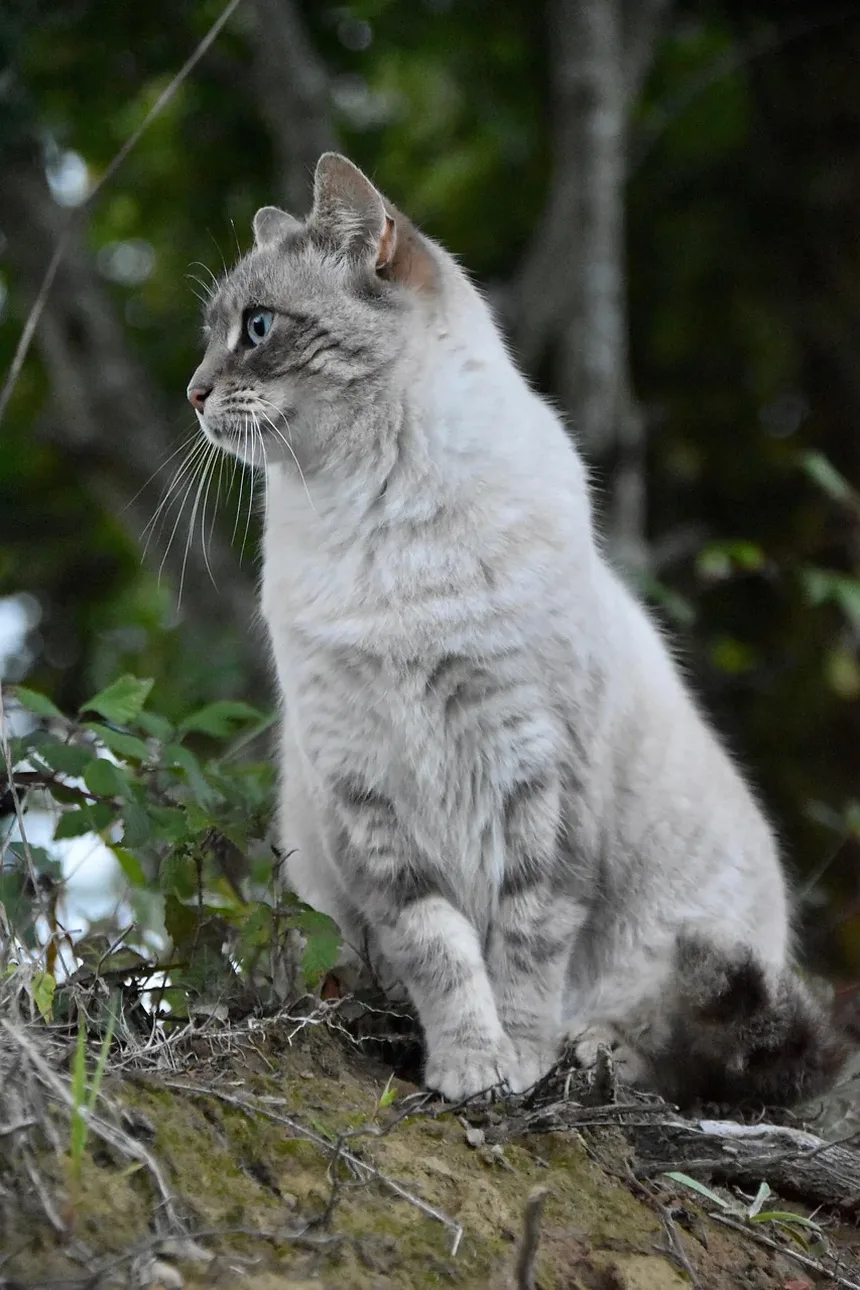 Como Ajudar Gatos Idosos a Ganhar Peso
