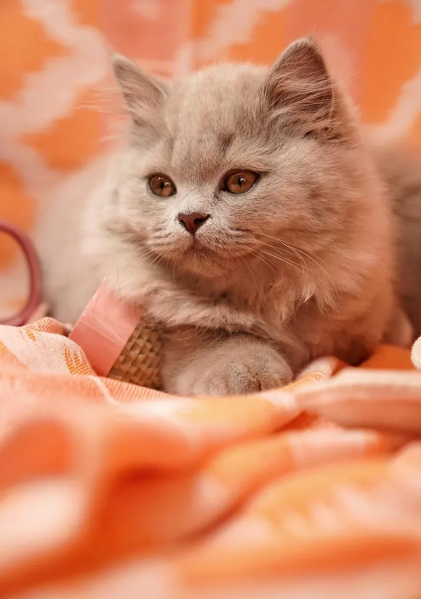 Como Ajudar Gatos Idosos a Ganhar Peso