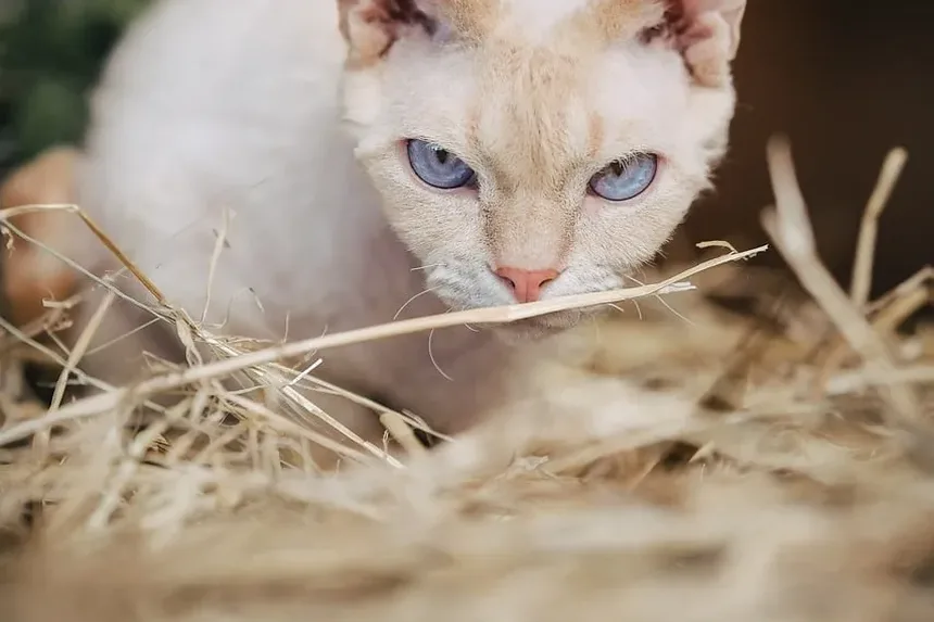 Como Ajudar Gatos Idosos a Ganhar Peso