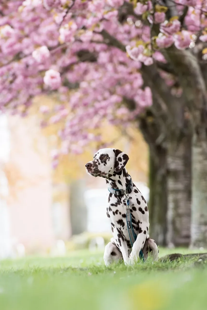 Como Prevenir Parasitas Externos em Cães: Um Guia Completo