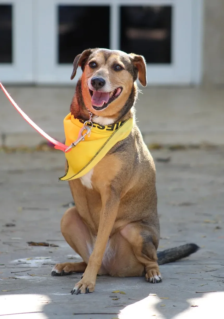 Como Prevenir Parasitas Externos em Cães: Um Guia Completo