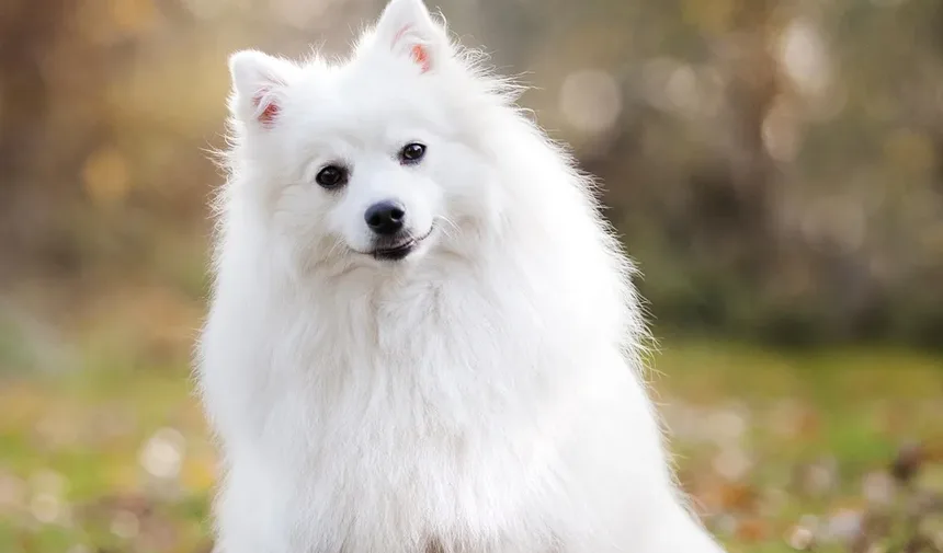 Como Prevenir Parasitas Externos em Cães: Um Guia Completo