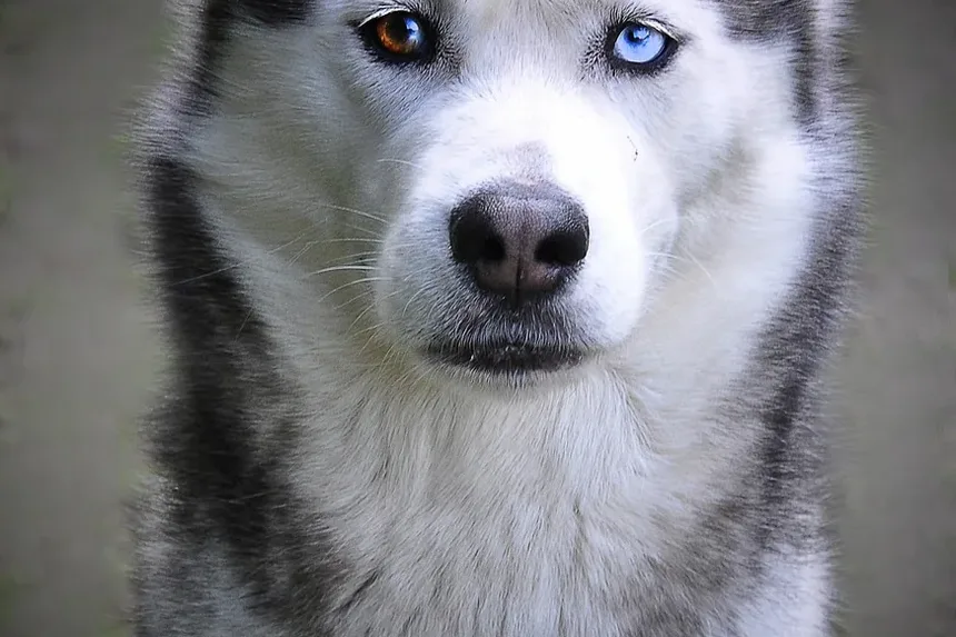 Como Prevenir Parasitas Externos em Cães: Um Guia Completo