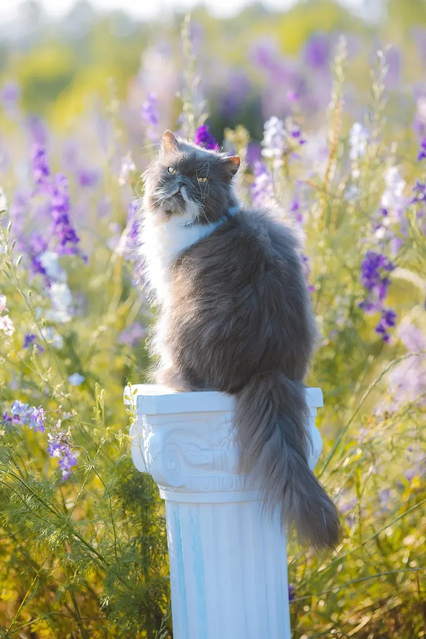 Como Saber Se Seu Gato Tem Vermes em Casa
