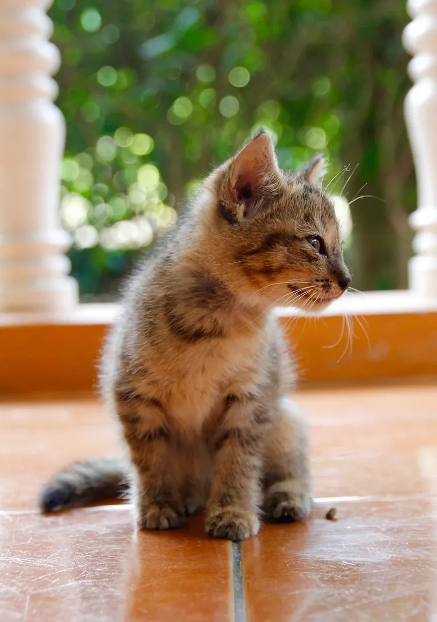 Como Saber Se Seu Gato Tem Vermes em Casa
