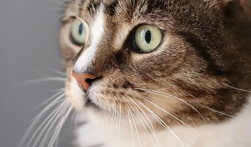 Como Saber Se Seu Gato Tem Vermes em Casa