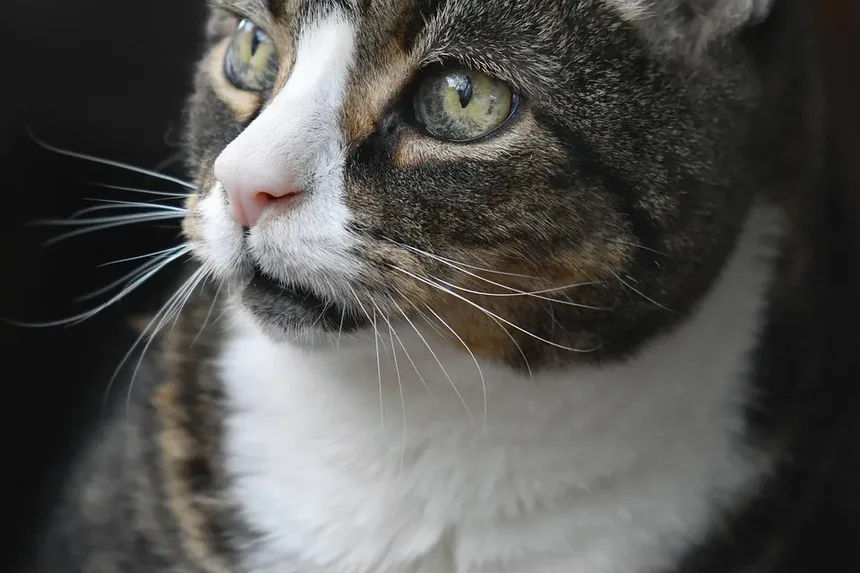 Como Saber Se Seu Gato Tem Vermes em Casa