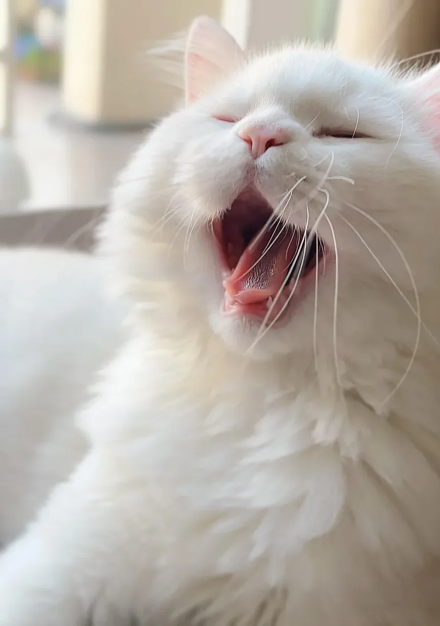 Como Tratar Gatos Vomitando Vermes Após a Vermifugação