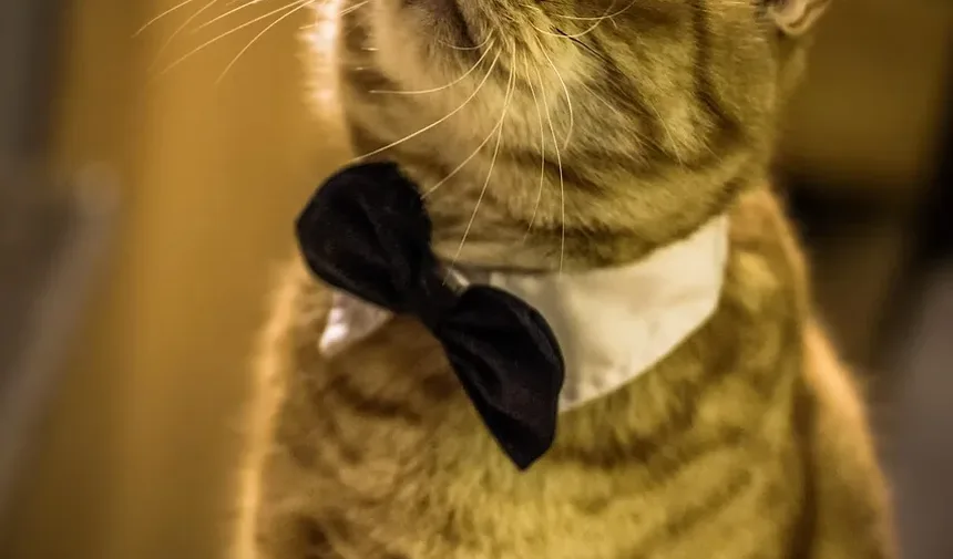 Como Tratar Gatos Vomitando Vermes Após a Vermifugação