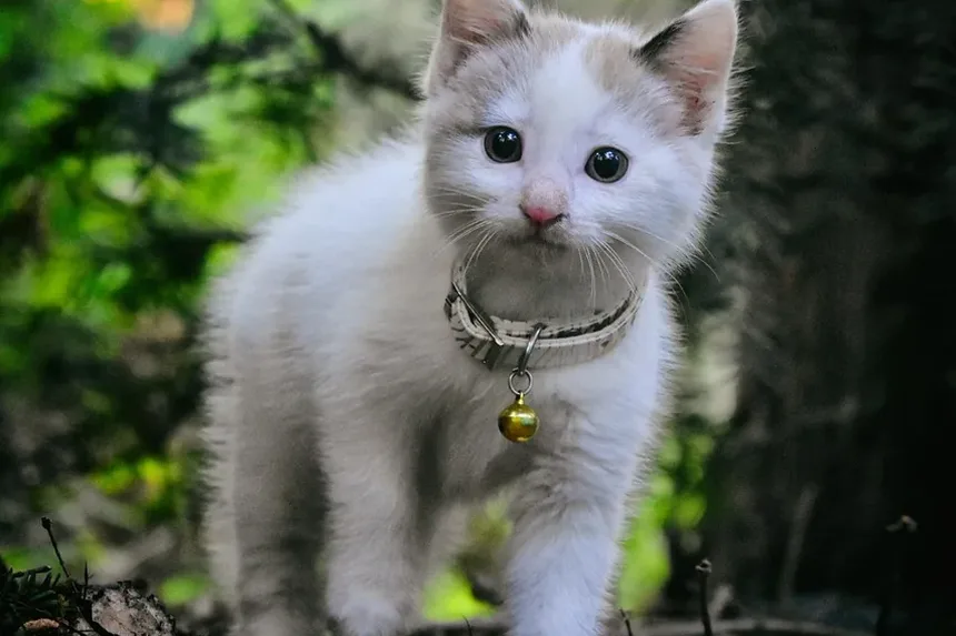 Como Tratar Gatos Vomitando Vermes Após a Vermifugação