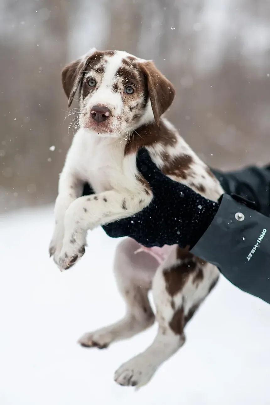 Como Tratar Pulgas de Cão em Casa: Um Guia Completo