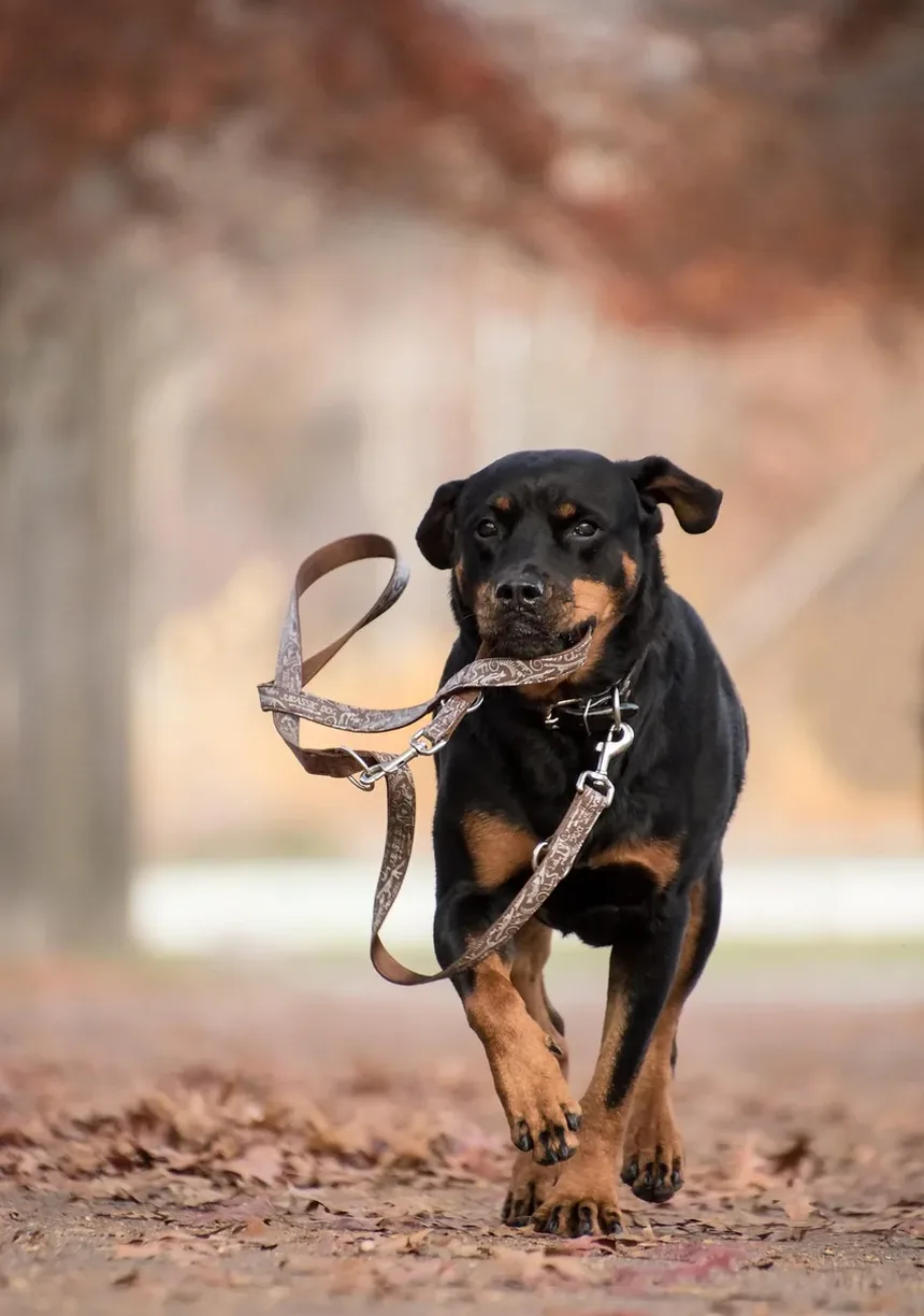 Como Tratar Pulgas de Cão em Casa: Um Guia Completo