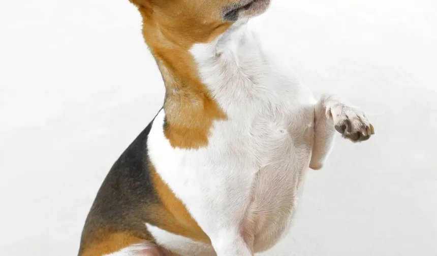 Como Tratar Pulgas de Cão em Casa: Um Guia Completo