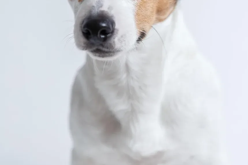 Como Tratar Pulgas de Cão em Casa: Um Guia Completo