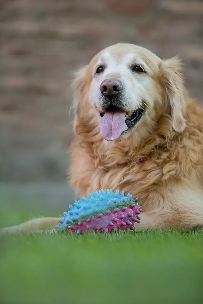 Como Cortar as Unhas do Cachorro que Estão Crescidas Demais: Um Guia Completo