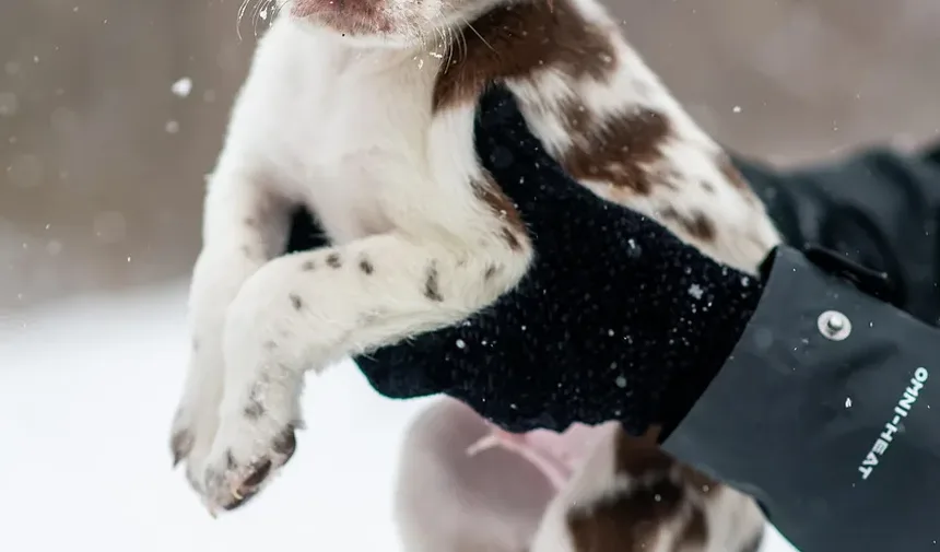 Como Cortar as Unhas do Cachorro que Estão Crescidas Demais: Um Guia Completo