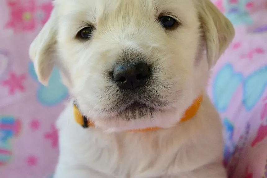 Como Cortar as Unhas do Cachorro que Estão Crescidas Demais: Um Guia Completo