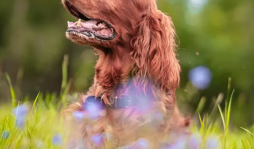 A Incisão do Meu Cão Está Cicatrizando Normalmente?