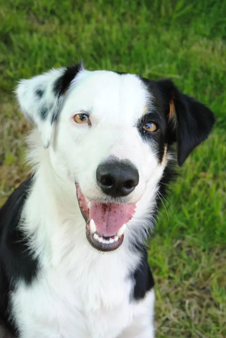 Remédios Naturais para Tênias em Cães: Soluções Eficazes para Seu Companheiro Canino