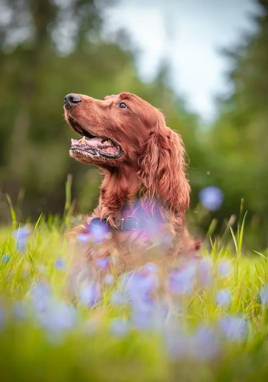 Remédios Naturais para Tênias em Cães: Soluções Eficazes para Seu Companheiro Canino