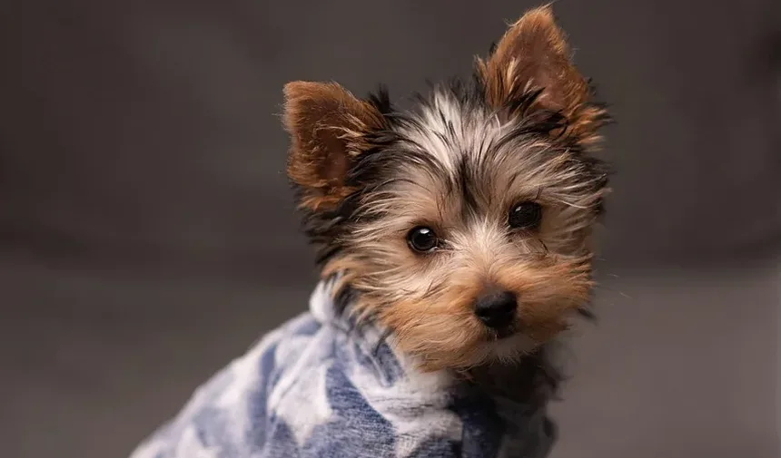 Remédios Naturais para Tênias em Cães: Soluções Eficazes para Seu Companheiro Canino