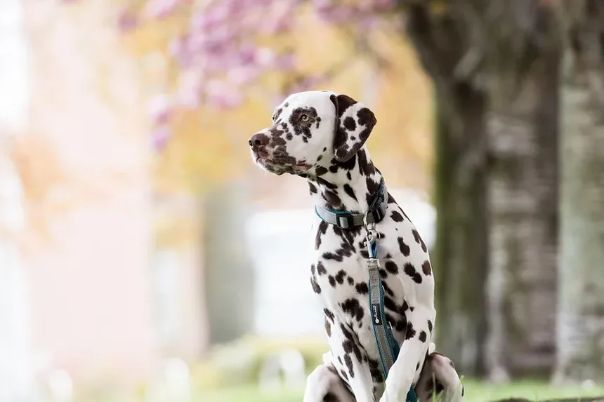 Remédios Naturais para Tênias em Cães: Soluções Eficazes para Seu Companheiro Canino
