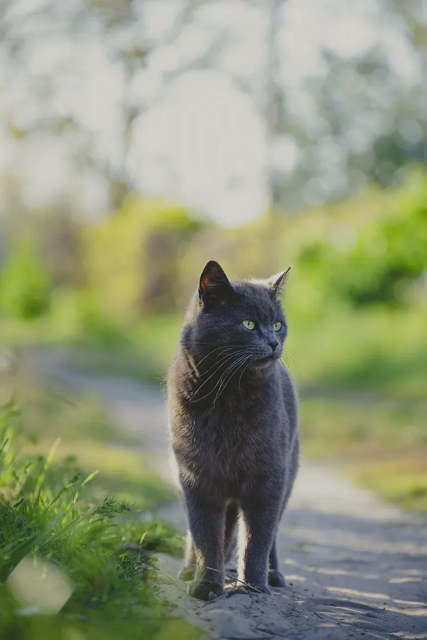 Devo Levar Meu Gato ao Veterinário de Emergência?