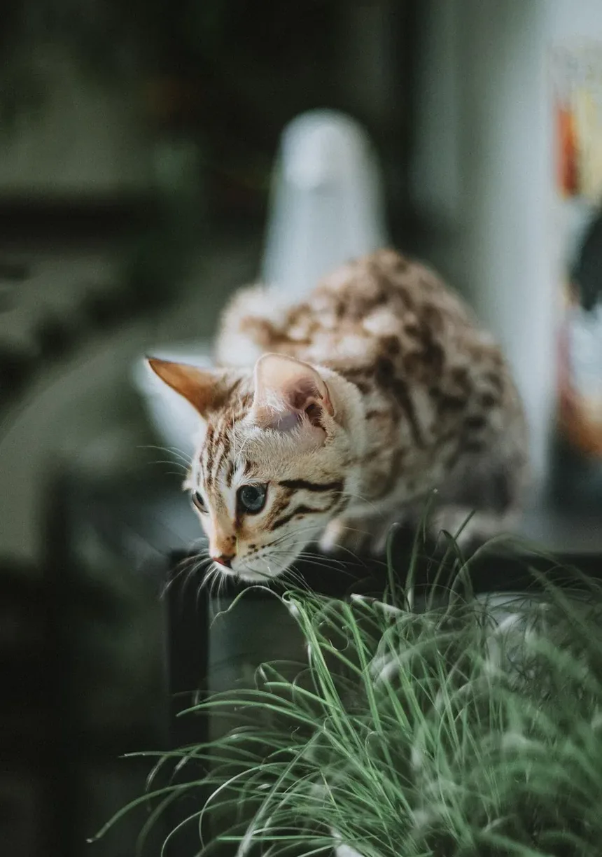 Devo Levar Meu Gato ao Veterinário de Emergência?
