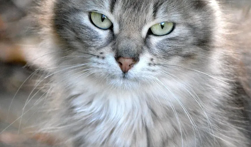 Devo Levar Meu Gato ao Veterinário de Emergência?