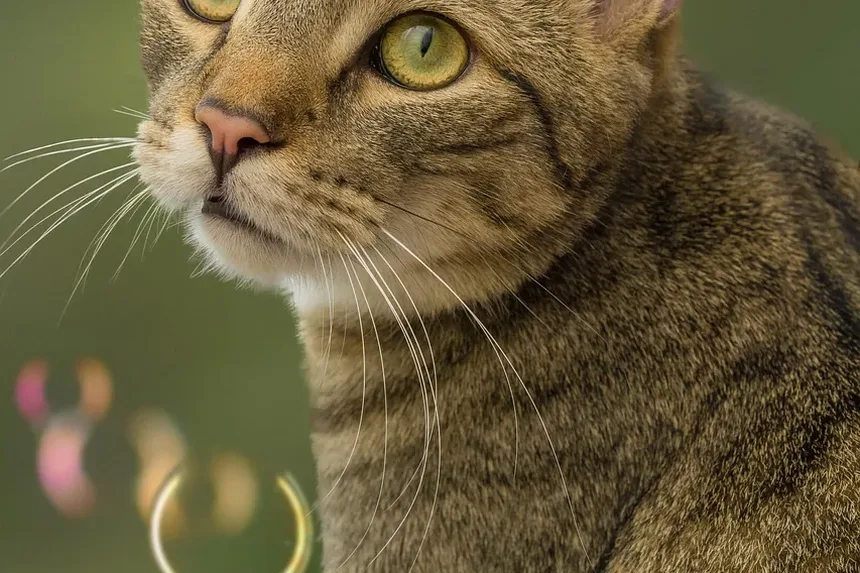 Devo Levar Meu Gato ao Veterinário de Emergência?