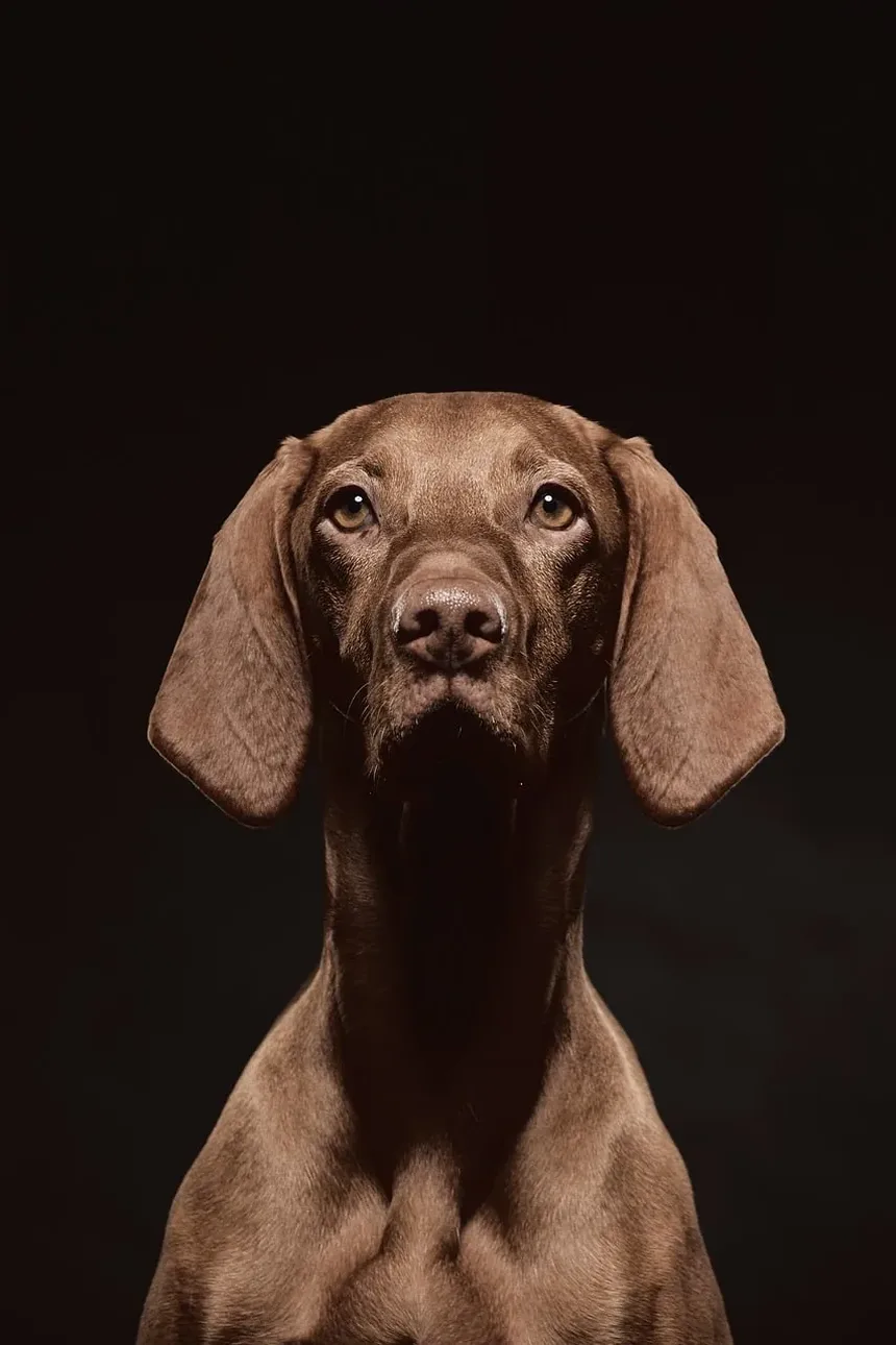 Efeitos Colaterais da Vacina Bordetella para Cães