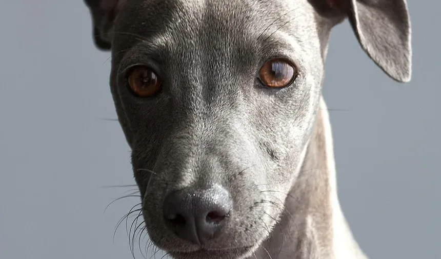 Efeitos Colaterais da Vacina Bordetella para Cães