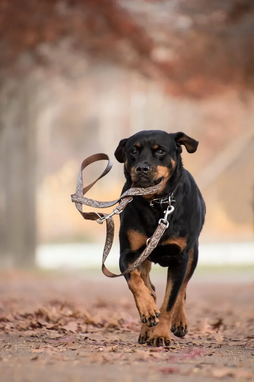 Sinais de Intoxicação Canina por Herbicidas