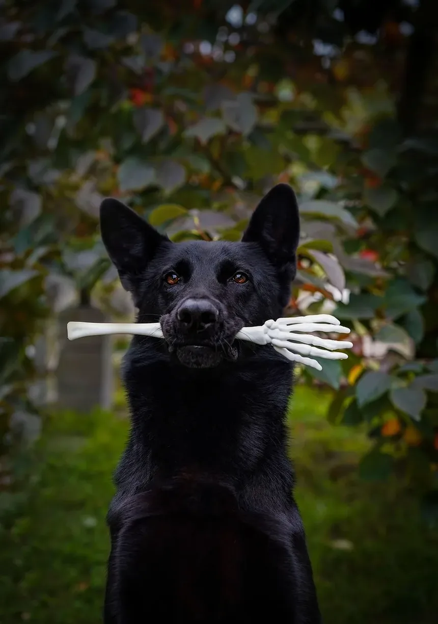 Sinais de Intoxicação Canina por Herbicidas