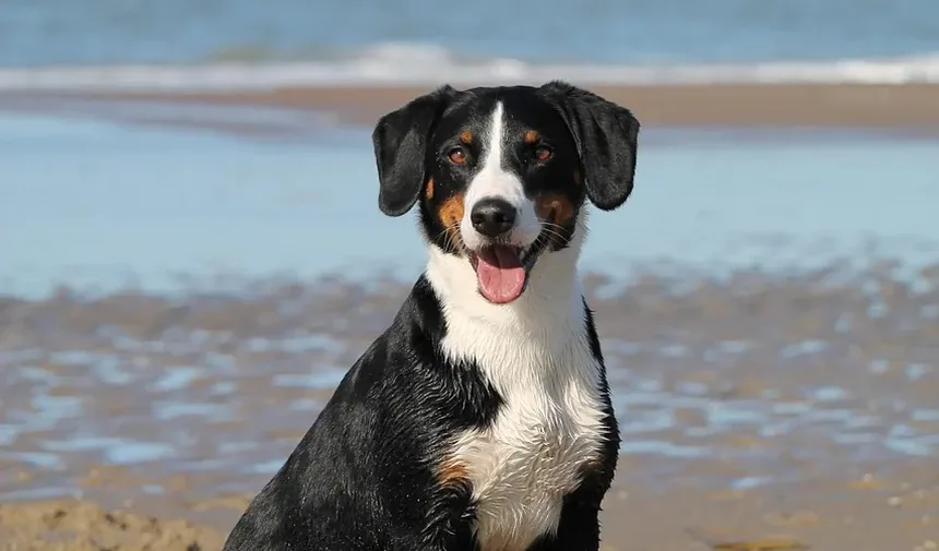 Sinais de Intoxicação Canina por Herbicidas