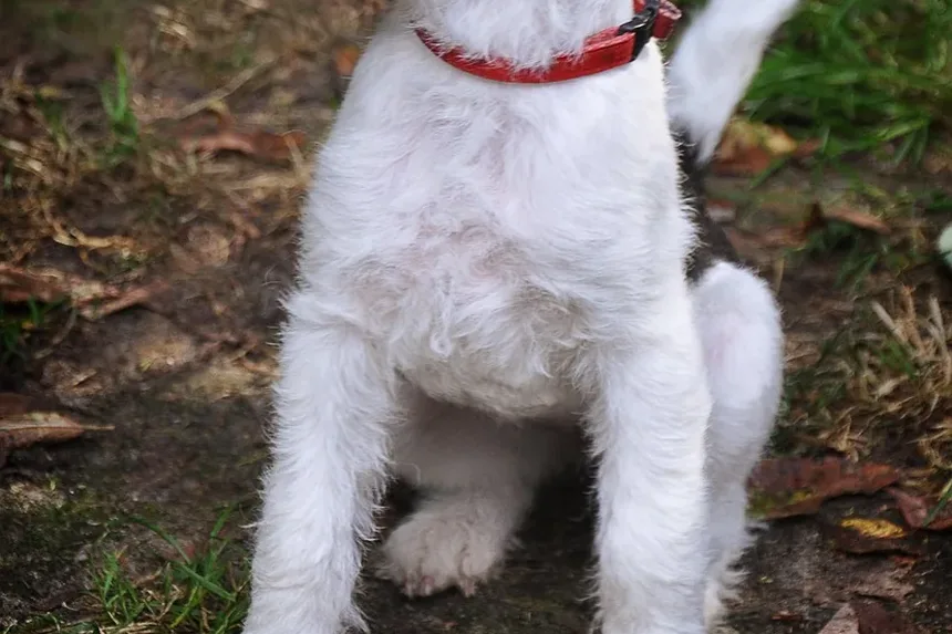 Sinais de Intoxicação Canina por Herbicidas