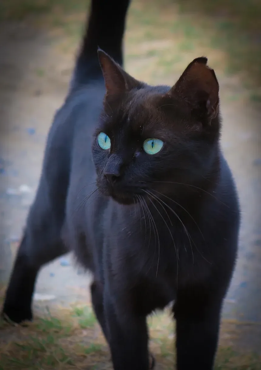 Sinais de Intoxicação em Gatinhos: Um Guia Completo para Donos de Animais